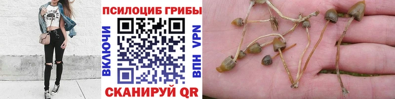 Галлюциногенные грибы прущие грибы Суворов